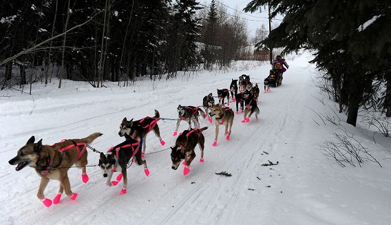 過酷な寒さに耐えながら約1850キロに渡るアラスカ横断犬ぞりレース アイディタロッド カラパイア