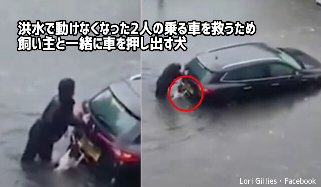 洪水で身動きできない人を助ける為、水浸しになりながら飼い主と共に車を押す勇敢な犬