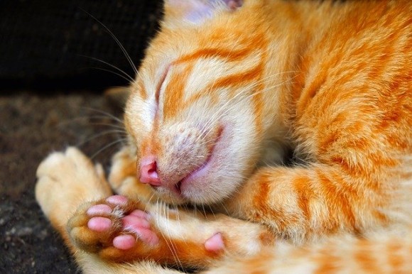 猫飼いあるある なぜ猫は飼い主の足元で眠るのか カラパイア