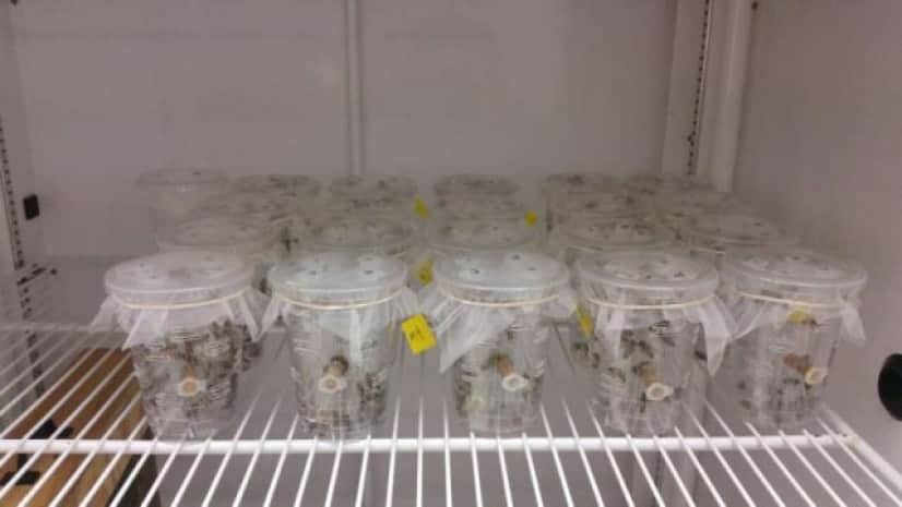honey-bee-life-spans-a_e