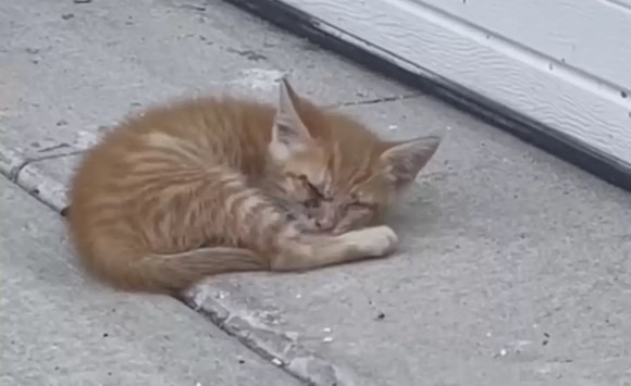 炎天下でぐったりしていた盲目の子猫が保護され、永遠の家を見つける