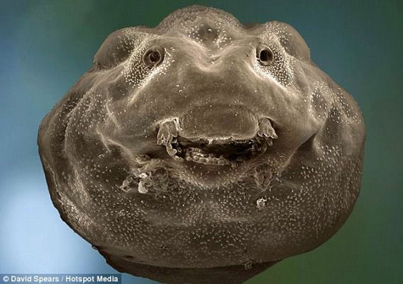 オタマジャクシのスマイル 電子顕微鏡がとらえた オタマジャクシの笑顔 カラパイア