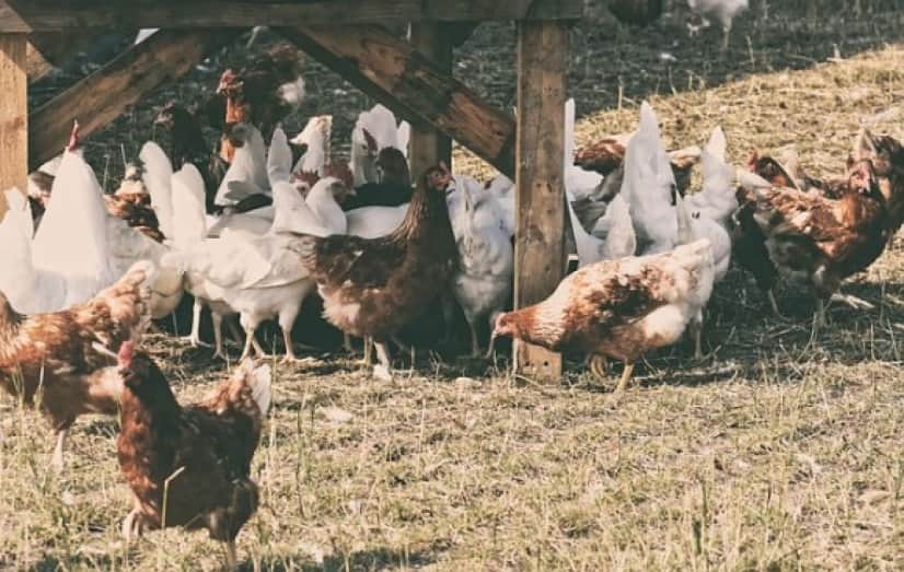 chickens-4595405_640_e