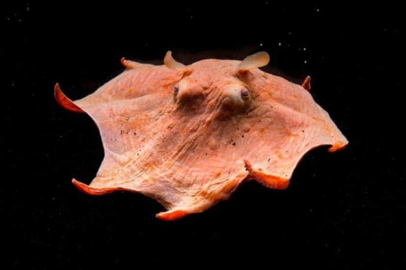 写真苦手なんだよ 何度見ても癒やされる 世界一可愛い深海生物メンダコはやっぱり超キュートな件 カラパイア