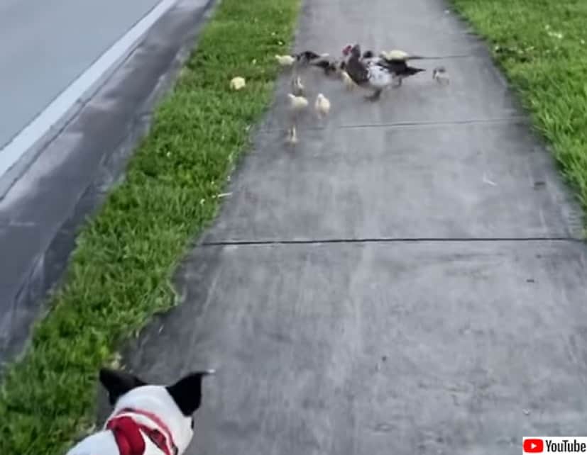 犬パイセン 犬の散歩中 ヒナたちが次々と駆け寄り 挨拶していく件 アメリカ カラパイア