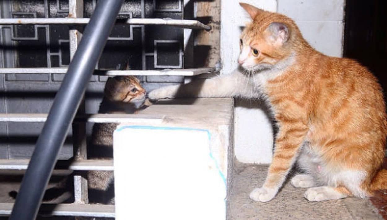 野良猫たちって一日をどうやって過ごしているのだろう とある野良猫の24時間を密着レポートした記録写真 カラパイア