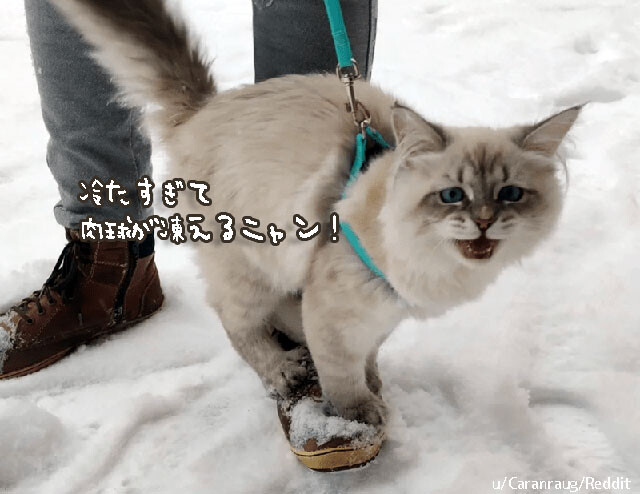 好奇心と絶望の狭間で...猫の雪に対する向き合い方