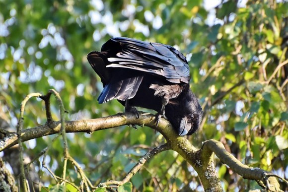 カラスの恩返し 子ガラスを助け 一家に餌を与えていた男性にカラスからのサプライズギフト アメリカ カラパイア