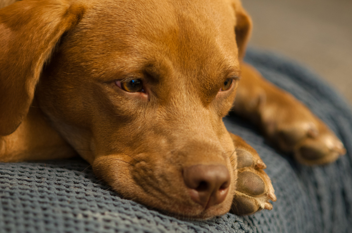 父親が亡くなり飼い犬が保護施設に。遠路はるばる駆け付け犬を引き取った息子