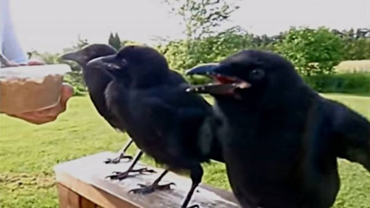 babycrows1