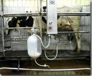 牛の全自動乳搾り機の様子を早回しで カラパイア
