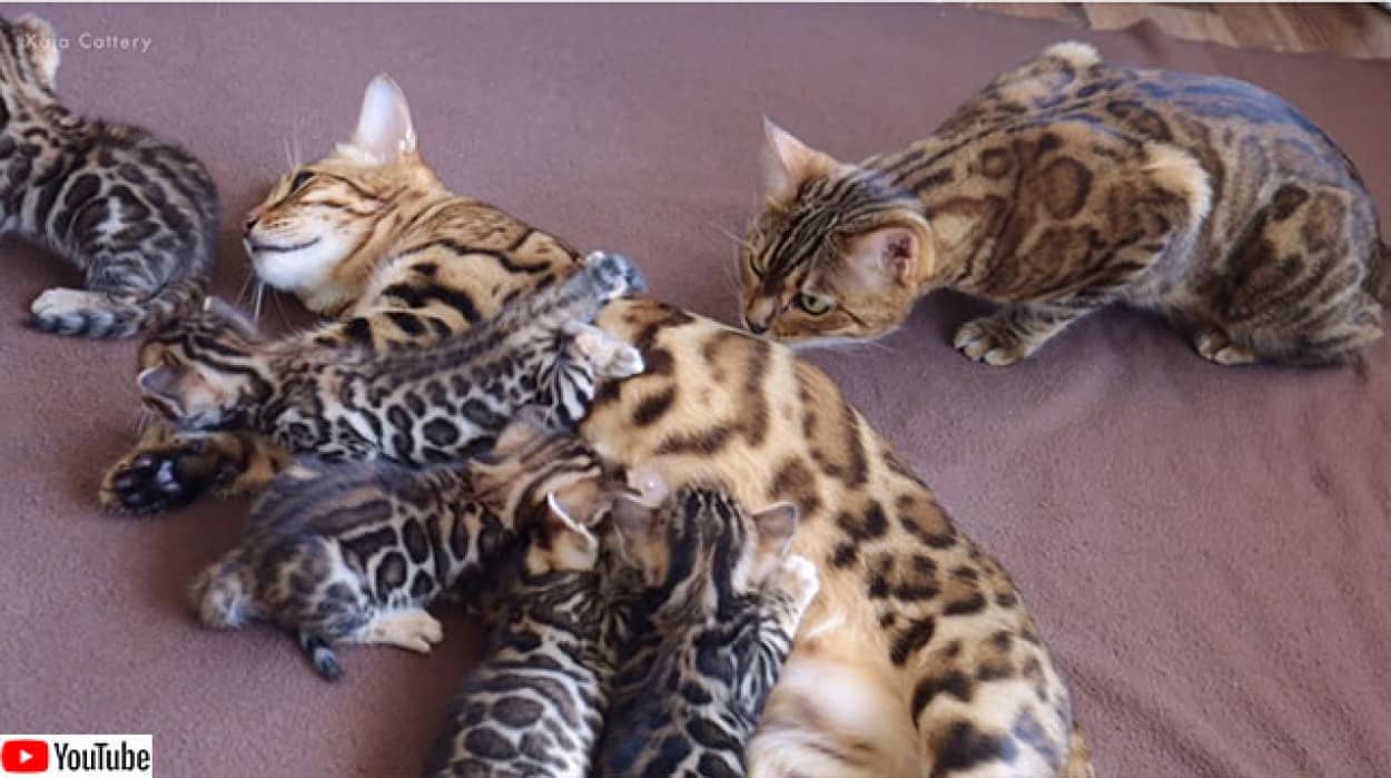 初孫とはじめての対面を果たした猫