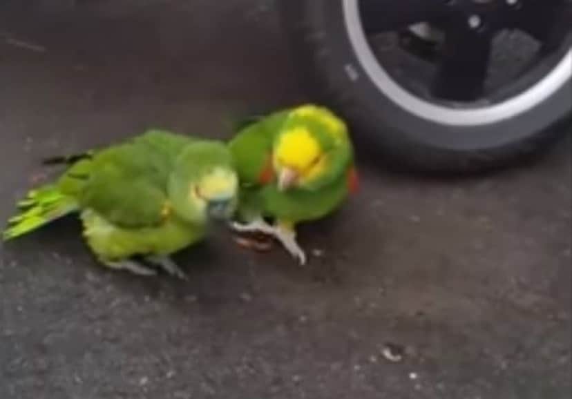 コレが奴らの魅力なんです 可愛いインコやオウムの所業総集編 カラパイア