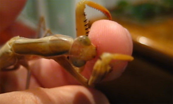 なにこれうめぇ 人の生肉を食うカマキリ 昆虫閲覧注意 カラパイア
