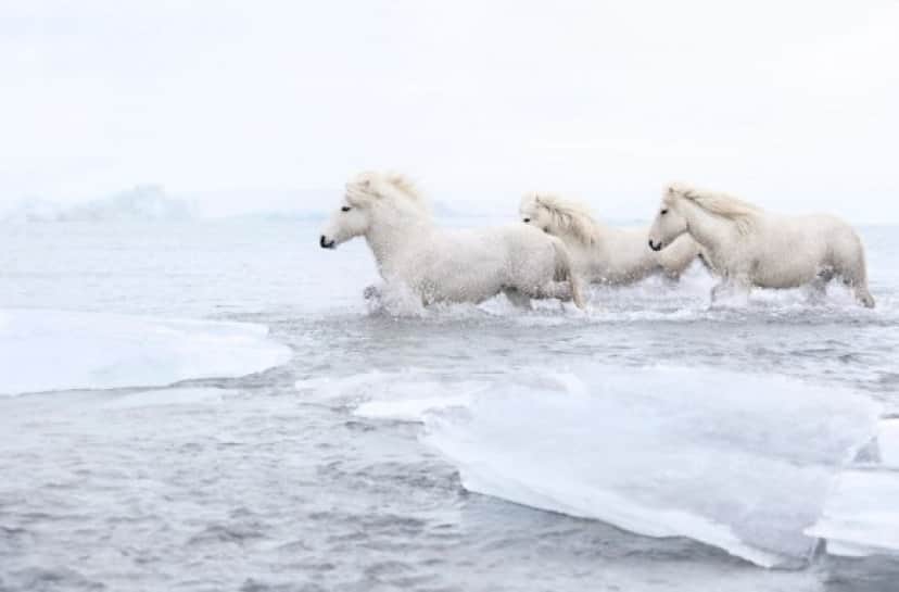 ファンタジーの世界かよ 極寒のアイスランドに住む神獣のような美しい馬たちの写真 カラパイア