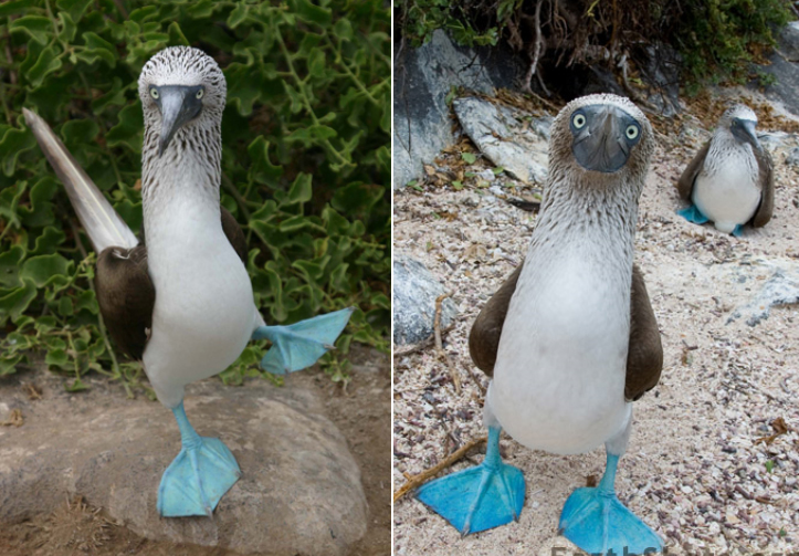 萌える鳥たちの求愛ダンス映像15連発 カラパイア