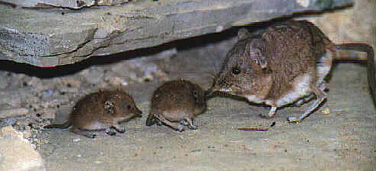 合体変身 まるで動きの速いヘビのよう トガリネズミの親子による隊列技 カラパイア