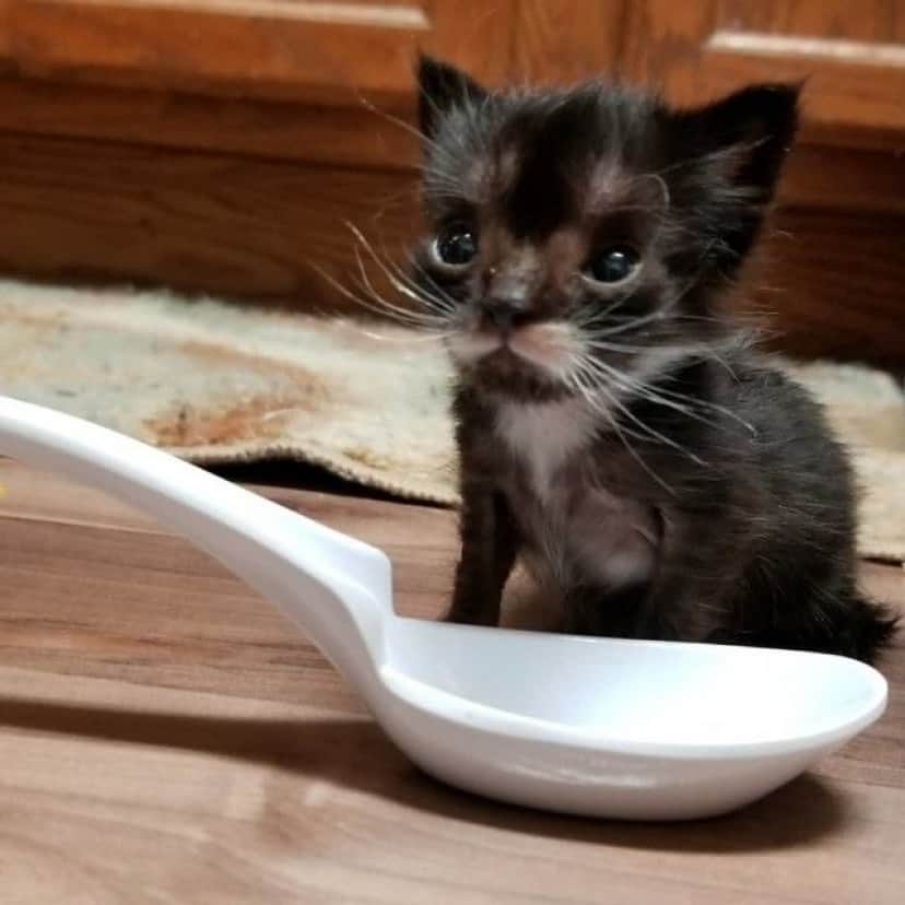 kitten-1 (1)