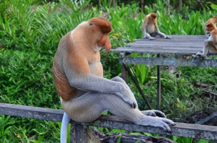 proboscis-monkey-212825_640_e
