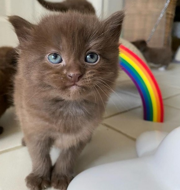 珍しい茶色の毛を持つ4匹の子猫 母猫と共に保護される アメリカ カラパイア