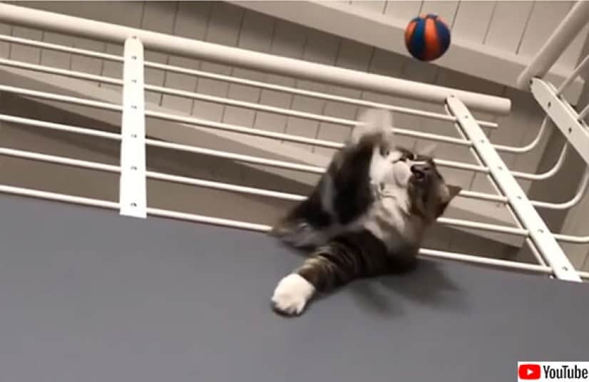 猫のゴールキーパー