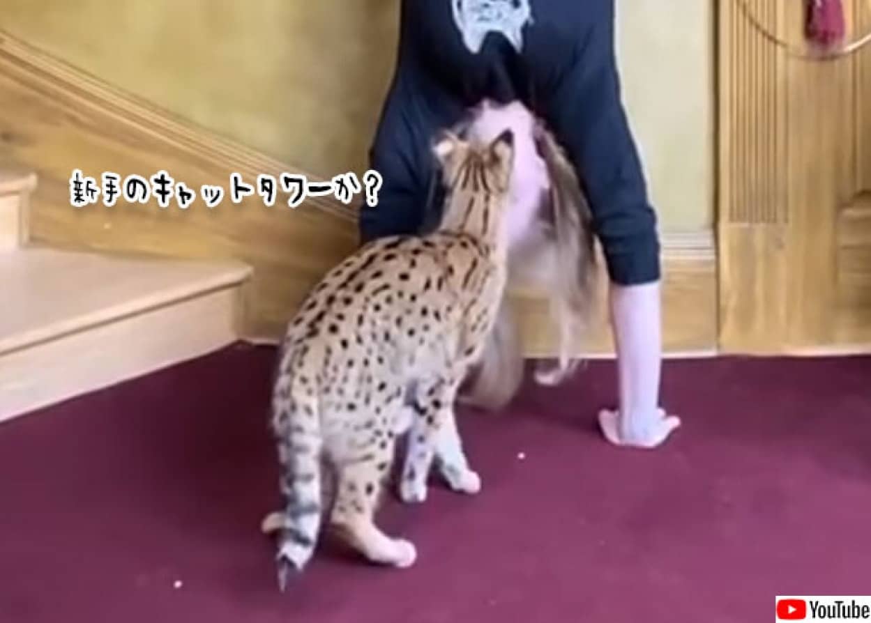 新手のキャットタワーだな 逆立ちした飼い主の頂上を制覇した猫 カラパイア 新手のキャットタワーだな 逆立ちした飼い主の頂上を制覇した猫 カラパイア