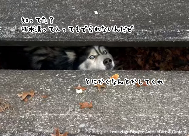 飼い主から逃走して冒険していたハスキー犬、排水溝から出られなくなってしまう
