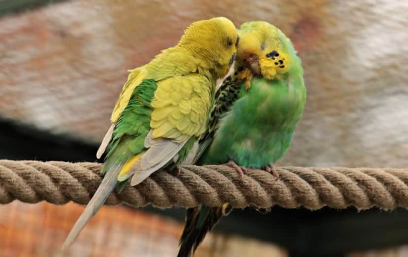 セキセイインコは人間の会話を聞いたことがなくても その音声を解読できる 米研究 カラパイア セキセイインコは人間の会話を聞いたことがなくても その音声を解読できる 米研究 カラパイア