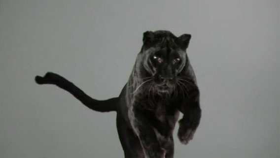 似て非なるもの クロヒョウ Vs クロ猫 ガチンコ対決 カラパイア