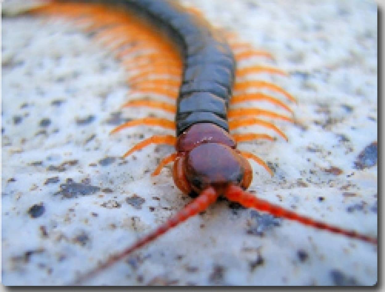 日本最大級の猛毒生物 トビズムカデ カラパイア 日本最大級の猛毒生物 トビズムカデ カラパイア
