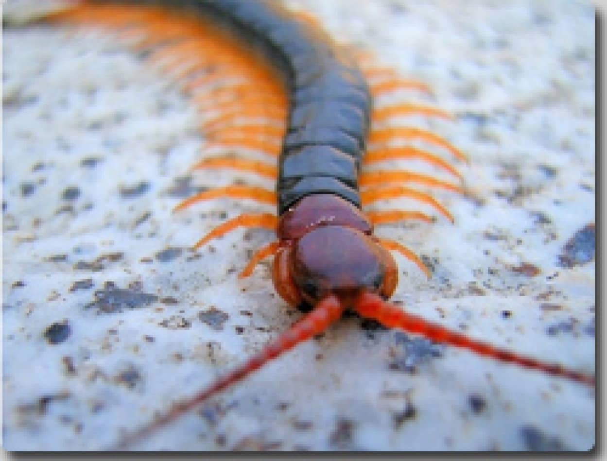 日本最大級の猛毒生物 トビズムカデ カラパイア