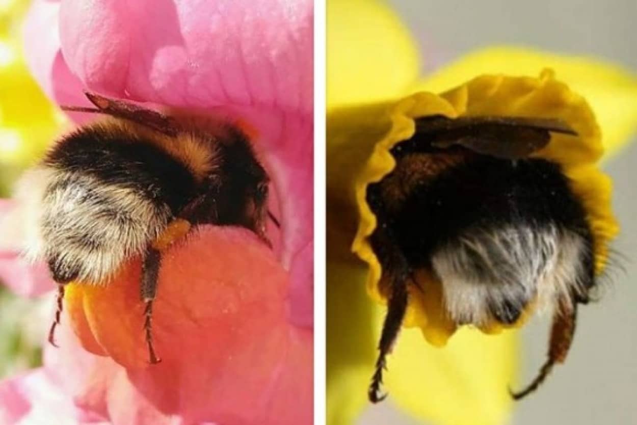 コロンとキュートでもっふもふ 昆虫だってかわいいところあるんです 花に頭をつっこんだマルハナバチのお尻ったら カラパイア