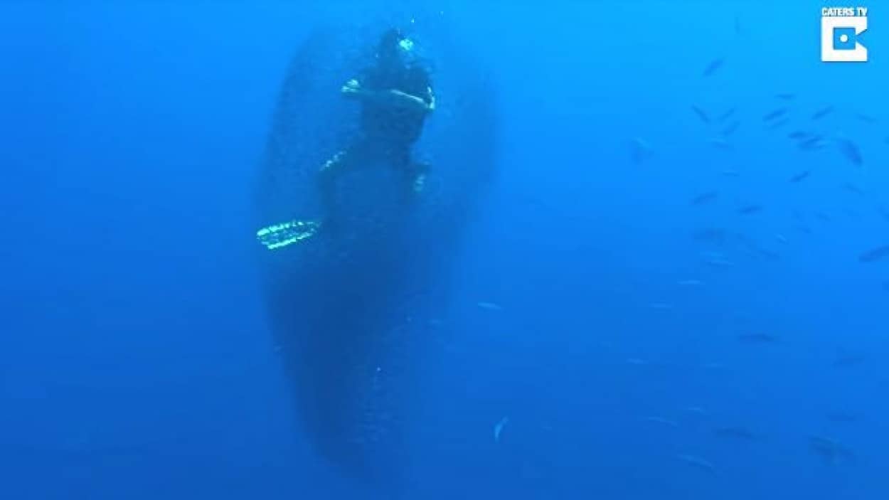 突然小魚の群れに覆われたダイバー その背後から現れたのは あの巨大な生き物だった カラパイア 突然小魚の群れに覆われたダイバー その背後から現れたのは あの巨大な生き物だった カラパイア