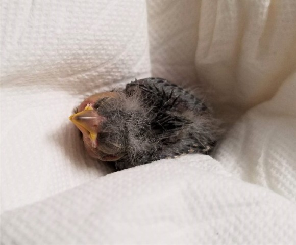 bird2_e