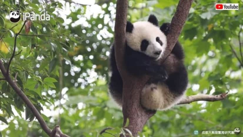 sleepypanda3_batch