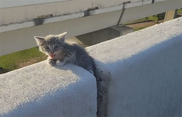 高速道路を走行中に違和感のある物体が？もう一度戻ってみたら子猫だった！無事保護される(アメリカ)