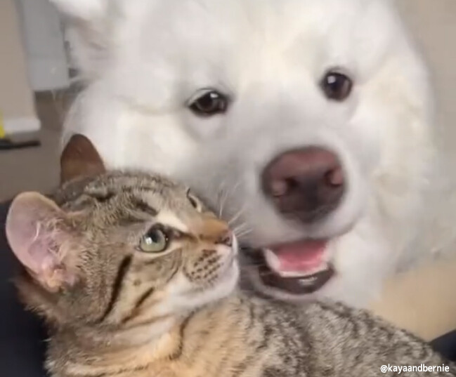こんなに仲良しになったよ。サモエド犬と子猫の友情が育まれるまでの記録