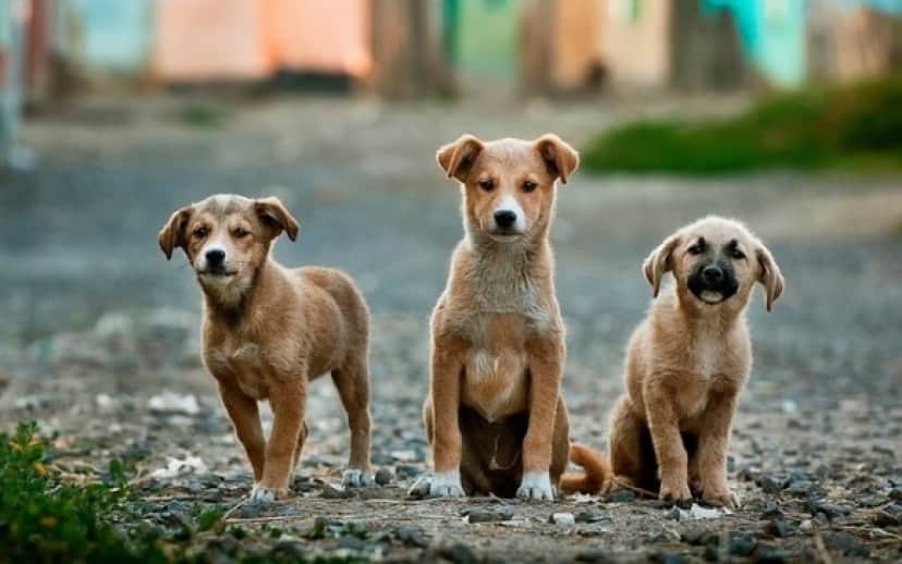 ペットショップで販売できるのは保護動物のみ アメリカ初となる州全体での新法が施行される カリフォルニア州 カラパイア