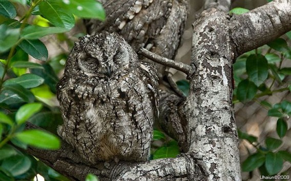 camouflaged_owls_01_e