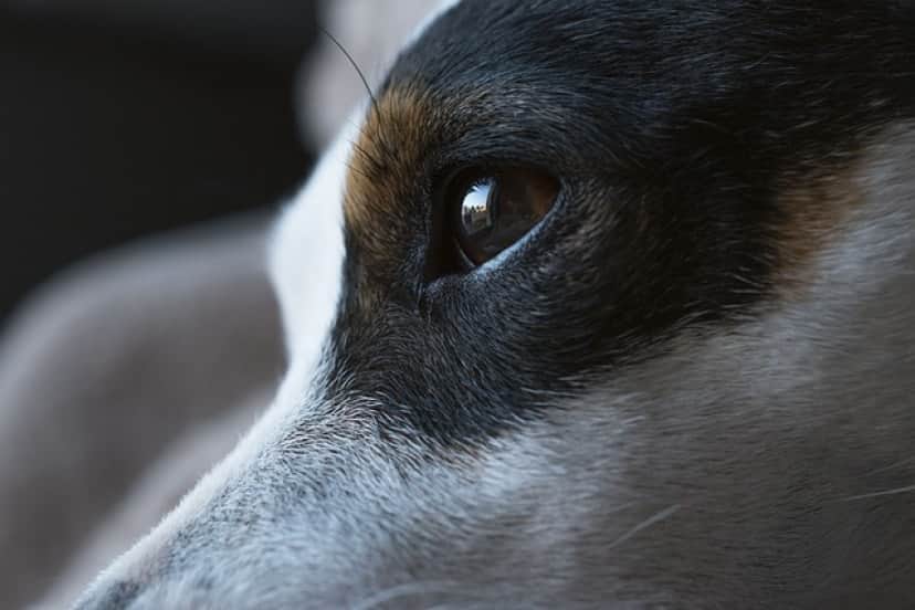 dog-gfd269b8e1_640