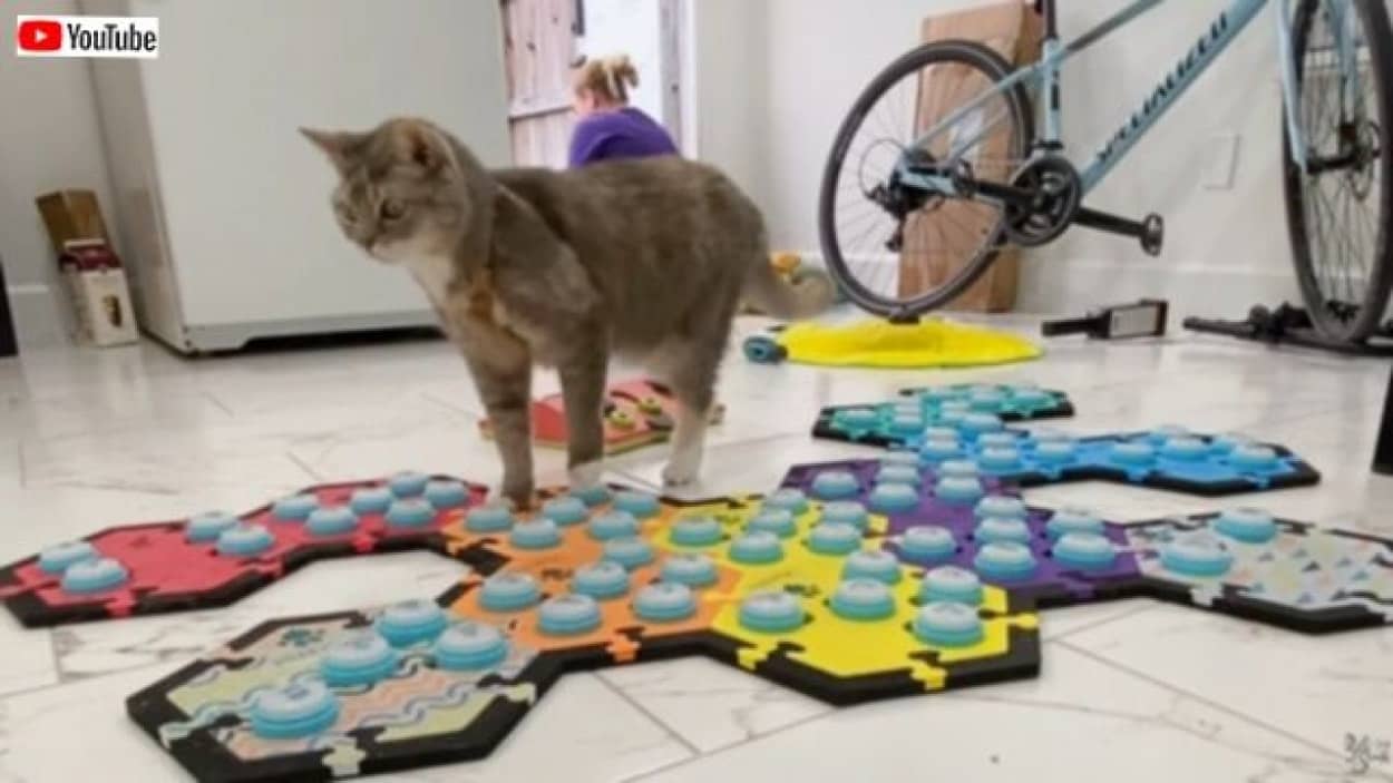 サウンドボードでしゃべる猫「お外に行きたい！」からの「寒いのイヤ！」秒で室内に戻って来る