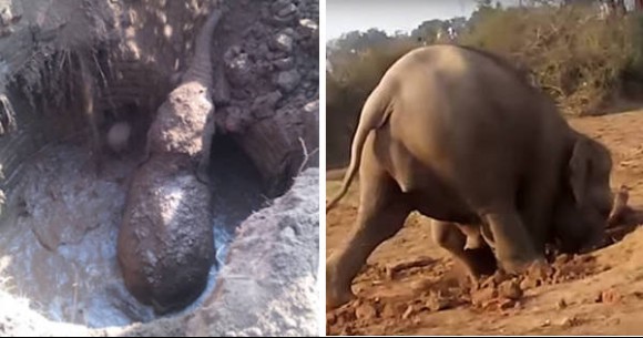 泥穴に落ちた赤ちゃん象を救うため、11時間泥と格闘した母象の愛情物語（インド）