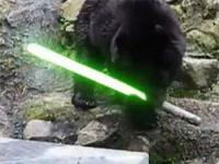 ライトセーバーを携え戦う動物たち 猫vs犬編 おじさんvsガチョウ編 カラパイア