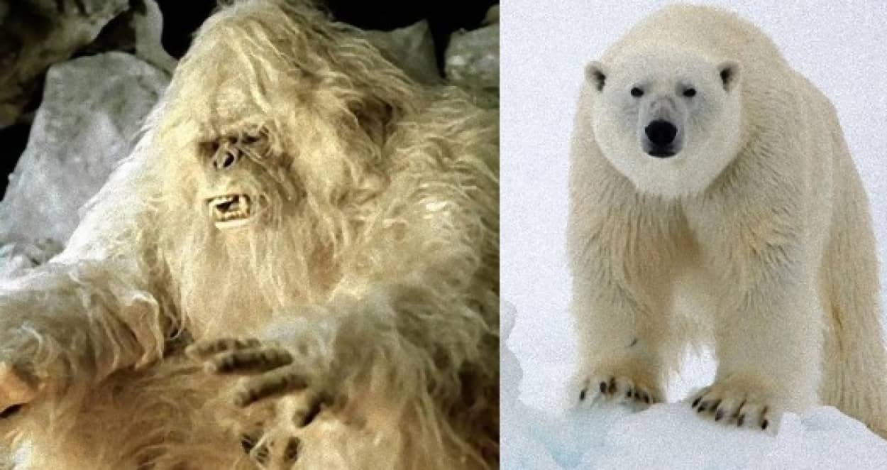 完全に一致 イエティ 雪男 が古代ホッキョクグマのdnaと一致 英研究 カラパイア