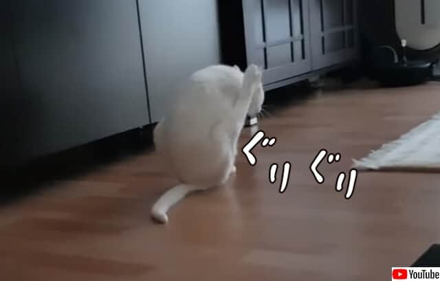 これどんな競技 お尻を床につけながら前脚だけで移動する猫 カラパイア