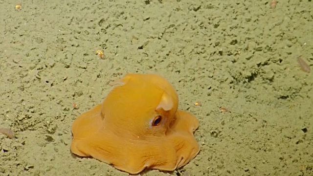 写真苦手なんだよ 何度見ても癒やされる 世界一可愛い深海生物メンダコはやっぱり超キュートな件 カラパイア