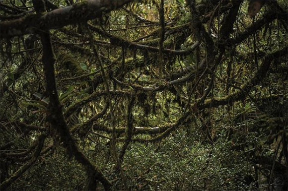 ブラジルにあるジャングルの神秘的な魅力にひきつけられた写真家の素晴らしい森林写真