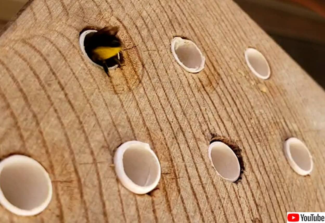 カナダの図書館で蜂の貸し出しプログラム