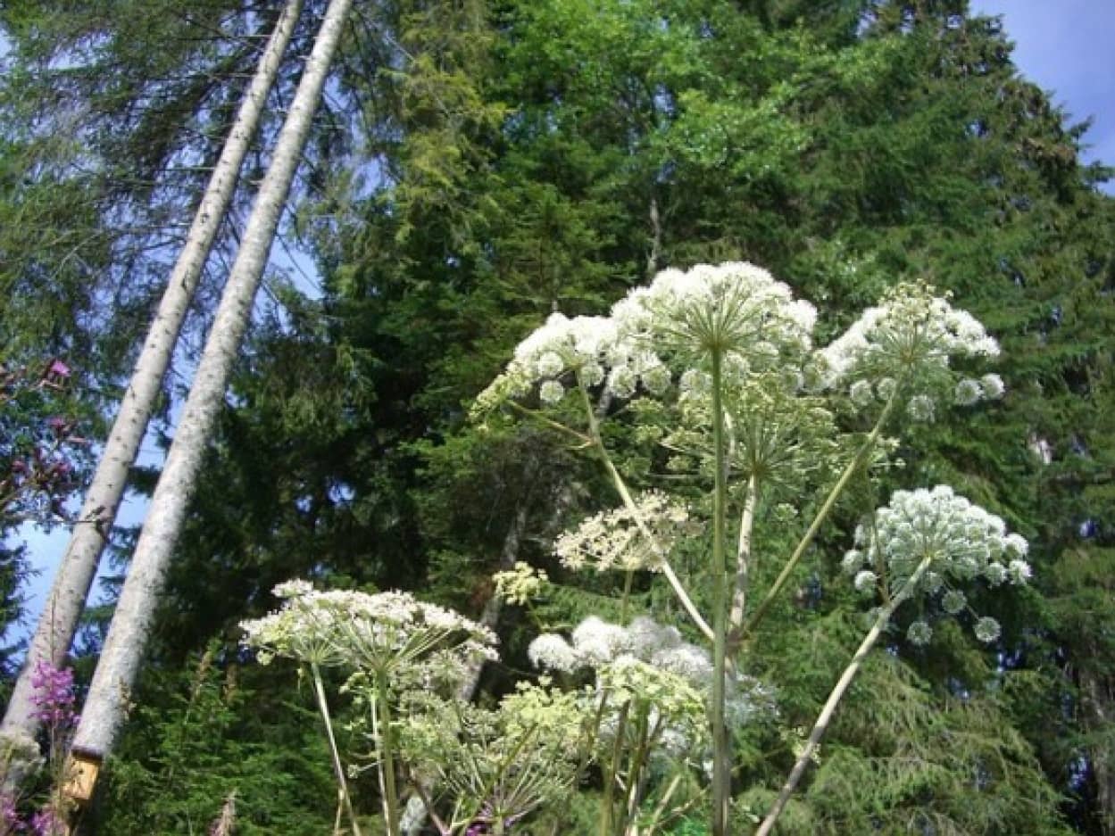 giant-hogweed-245741_640_e