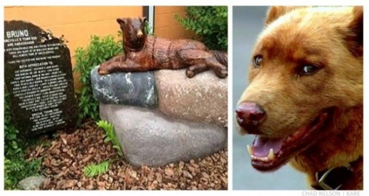 挨拶大事やから 町中の人々に挨拶をするため10年以上巡回する犬 アメリカ カラパイア 挨拶大事やから 町中の人々に挨拶をするため10年以上巡回する犬 アメリカ カラパイア